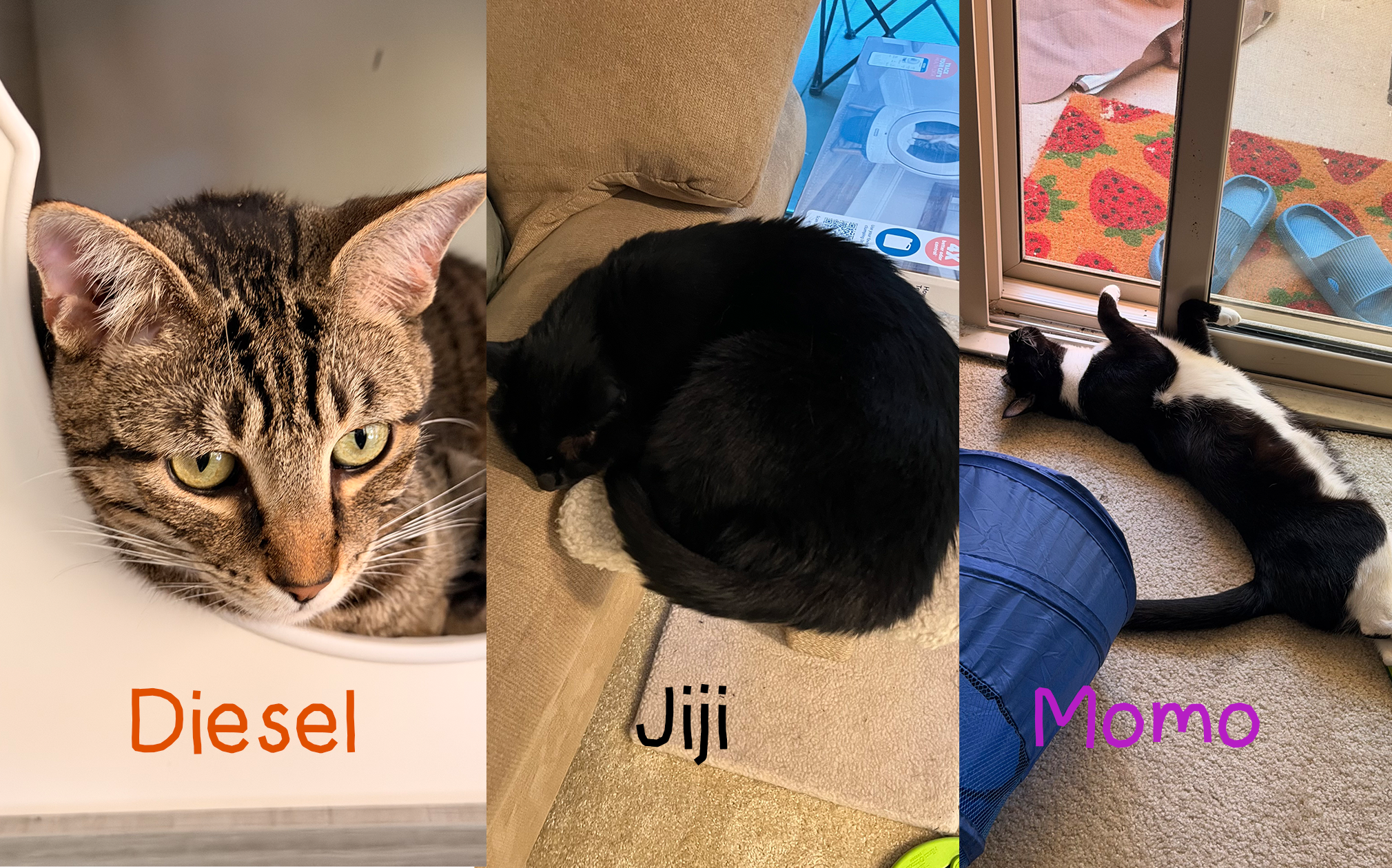 Diesel, Jiji, and Momo, real cats who inspired the game